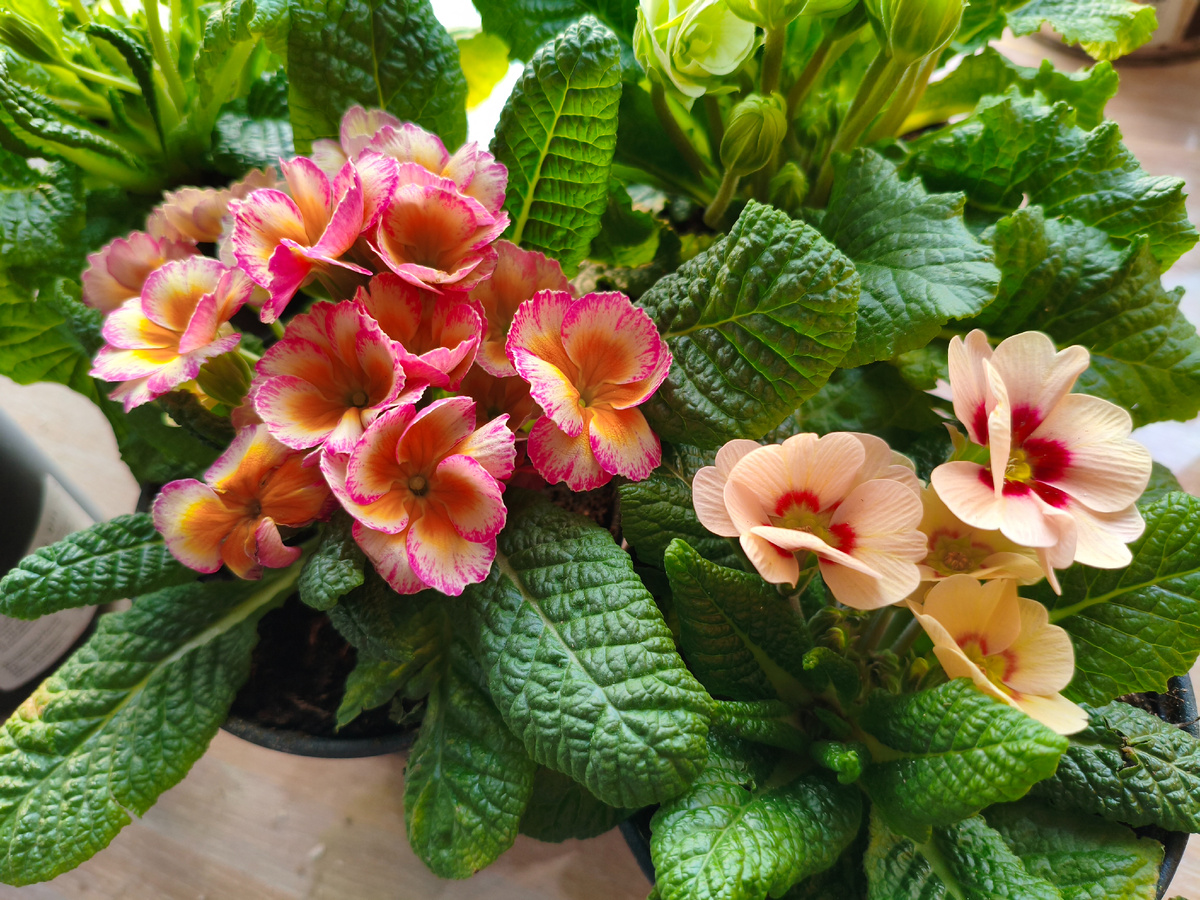 С картой магазина примулы по 135 рублей за горшок получились. По-моему, хорошая цена. Знала бы, что по карте такая скидка, больше бы взяла. 