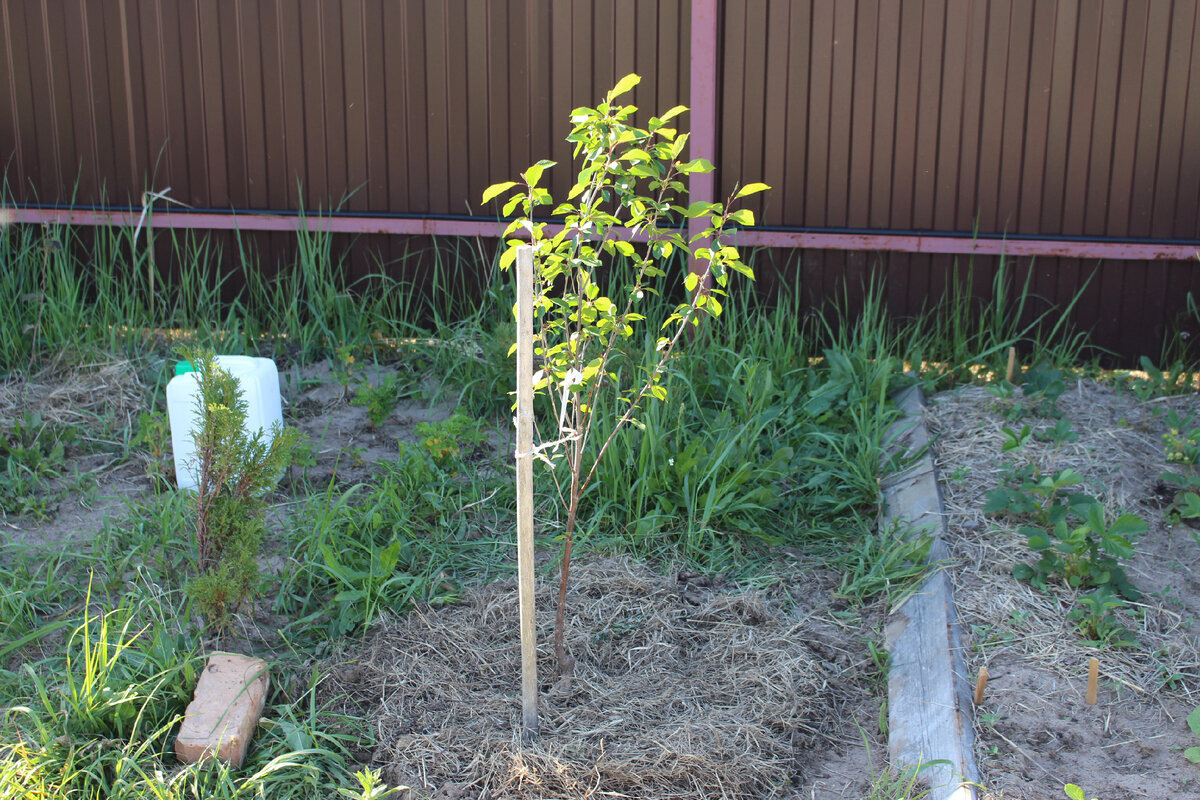 29 мая 2018 года - после посадки тщательно замульчировал приствольный круг