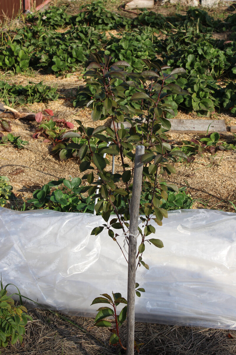 прирост за сезон составил всего 15 см.