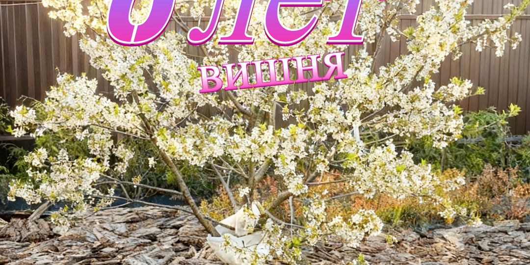 8️⃣ЛЕТ- УРОЖАЙ, ТЫ ГДЕ ?⛔ МЕГА ПОДРОБНЫЙ ОПЫТ ВЫРАЩИВАНИЯ ВИШНИ, В ПОДМОСКОВЬЕ !!!