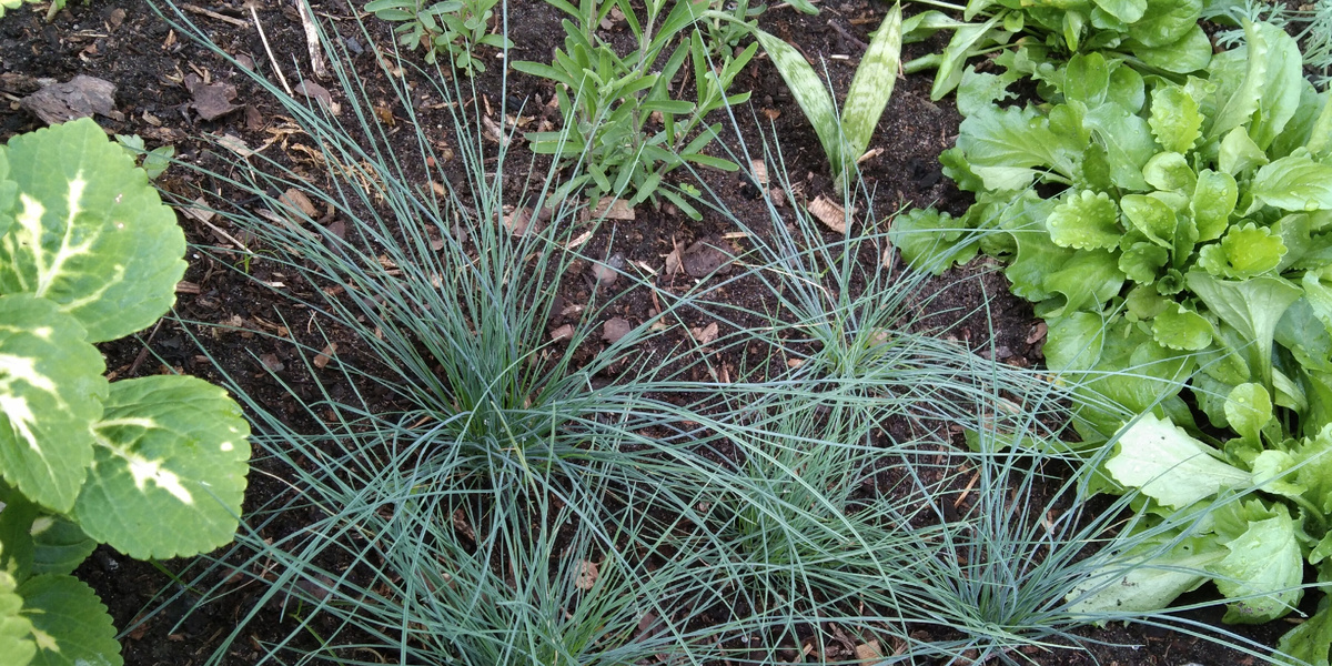 ОВСЯННИЦА СИНИЧКА 