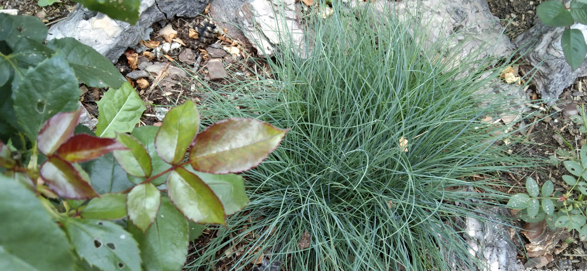 Овсянница Синичка