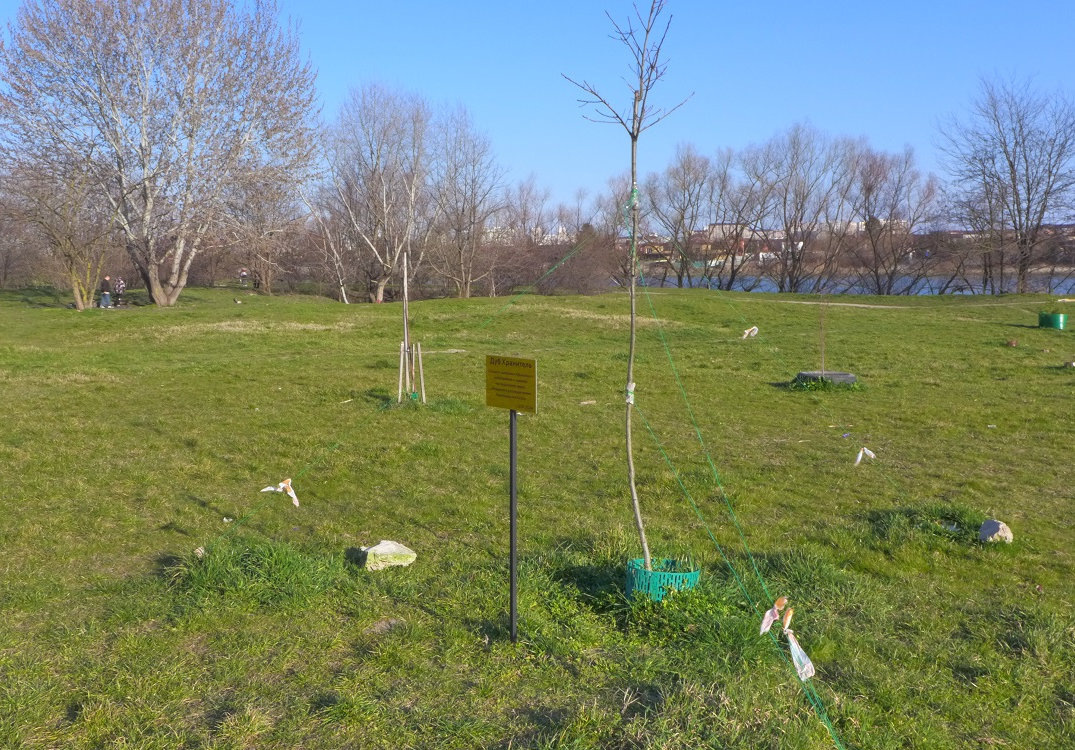 Дуб-Хранитель. Поврежденный противниками создания парка на берегу реки Кубань.
