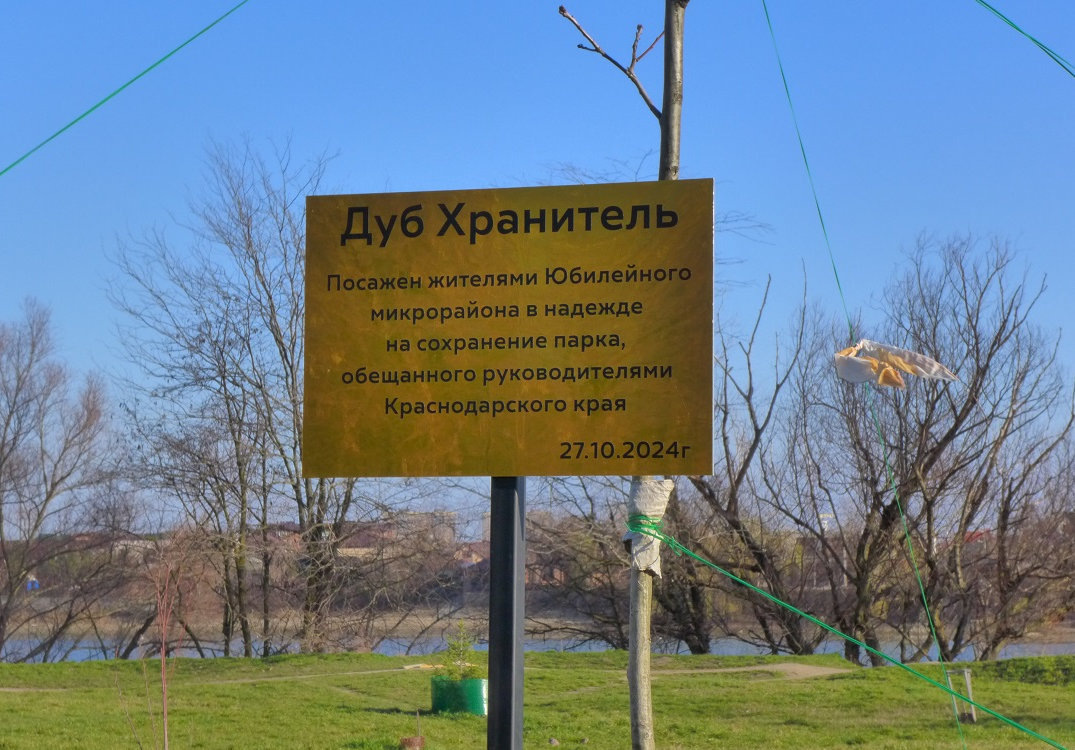Местные жители надеются что поврежденное варварами дерево все же приживется и будет расти.