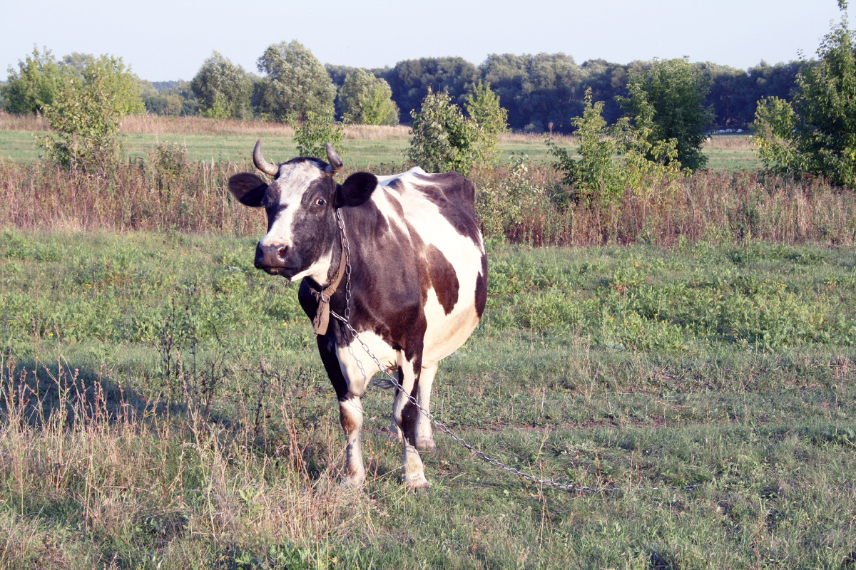 Фото: Столичный курьер