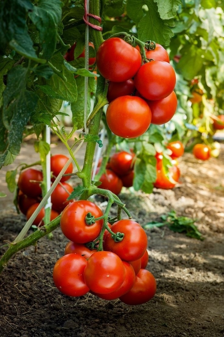     Яҙғы эштәр: ниндәй помидор сәсергә?