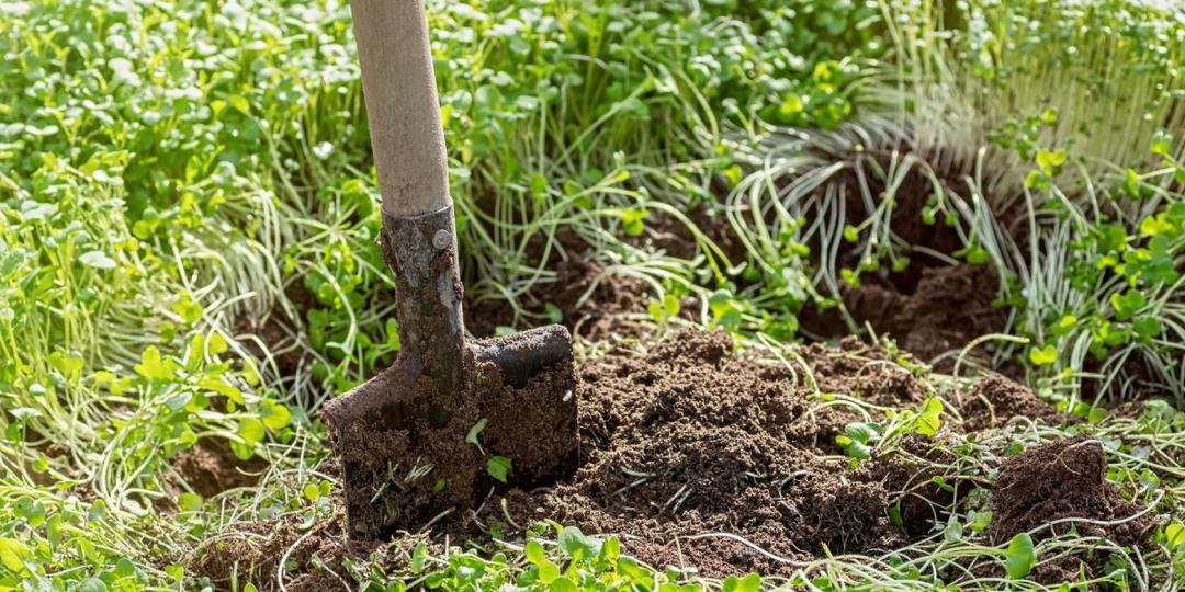 5 удобрений из растений, которые улучшат плодородие почвы