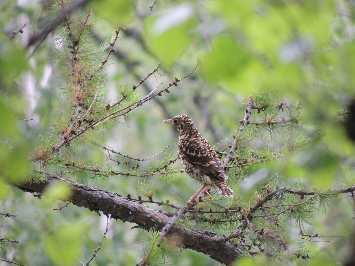 Мастер камуфляжа пёстрый дрозд.