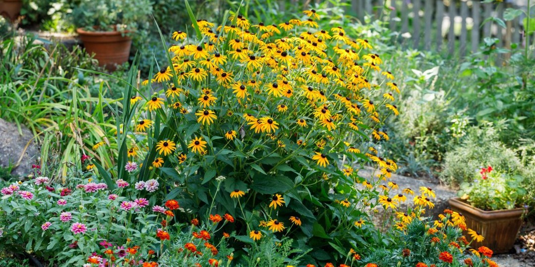 12 проверенных многолетников, которые цветут до самой осени