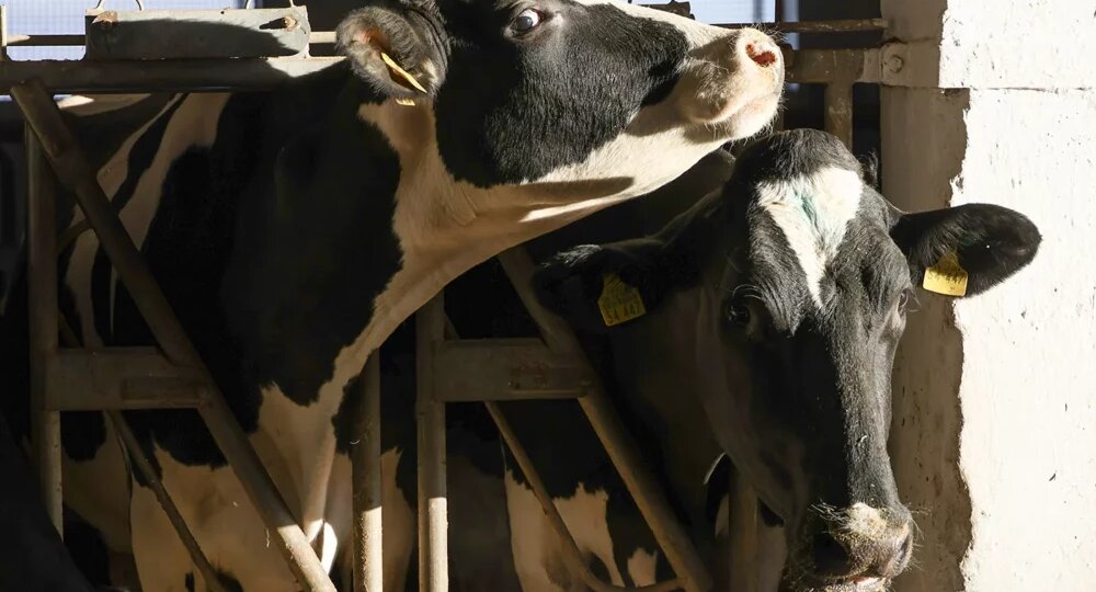 «Не для слабонервных»: что известно о массовом изъятии домашнего скота в России