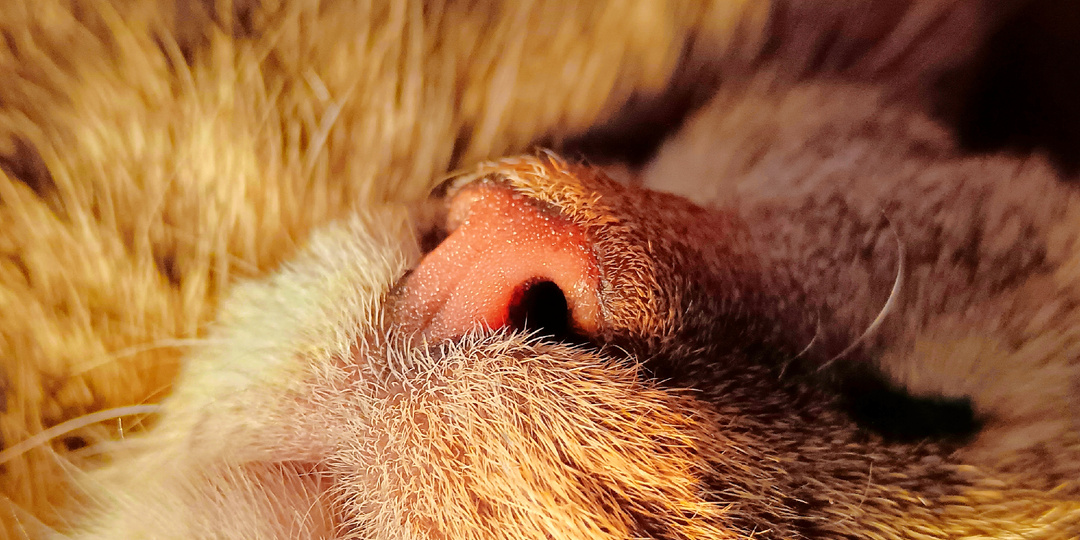 Весной только пахнет, но о Пасхе пора подумать