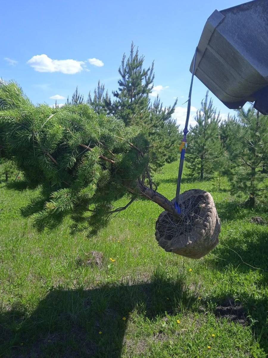 после выкопки дереву нужно, чтобы верх соответствовал низу