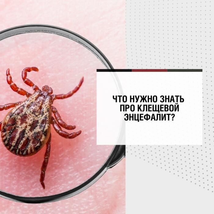 Роспотребнадзор предупредил жителей Псковской области об активизации клещей
Фото: пресс-служба Управления Роспотребнадзора по Псковской области