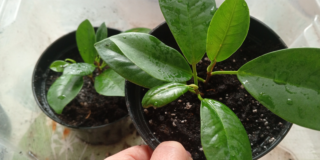 Фикус Мокламе. Мой первый опыт выращивания