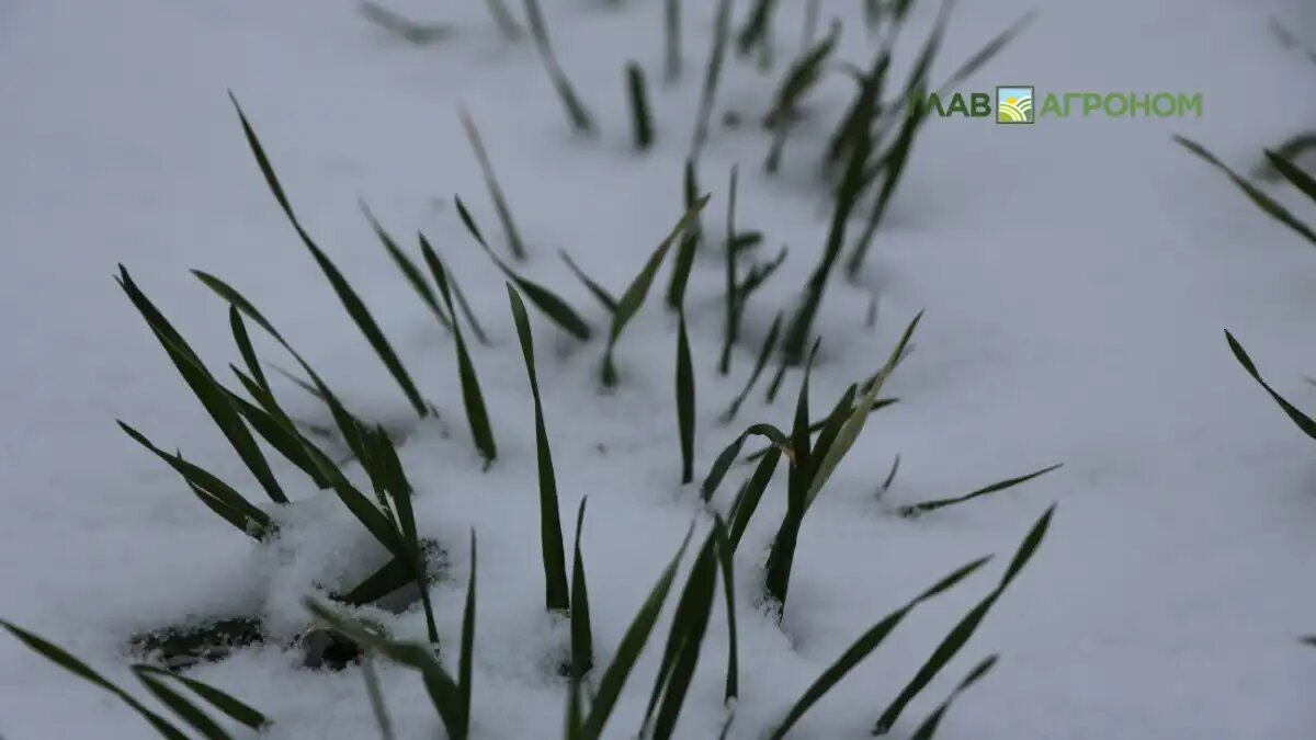 Фото:© Владимир Исаенко / Glavagronom.ru
Аномальный снежный покров повысил риски для озимых посевов в Центральном и Приволжском федеральных округах