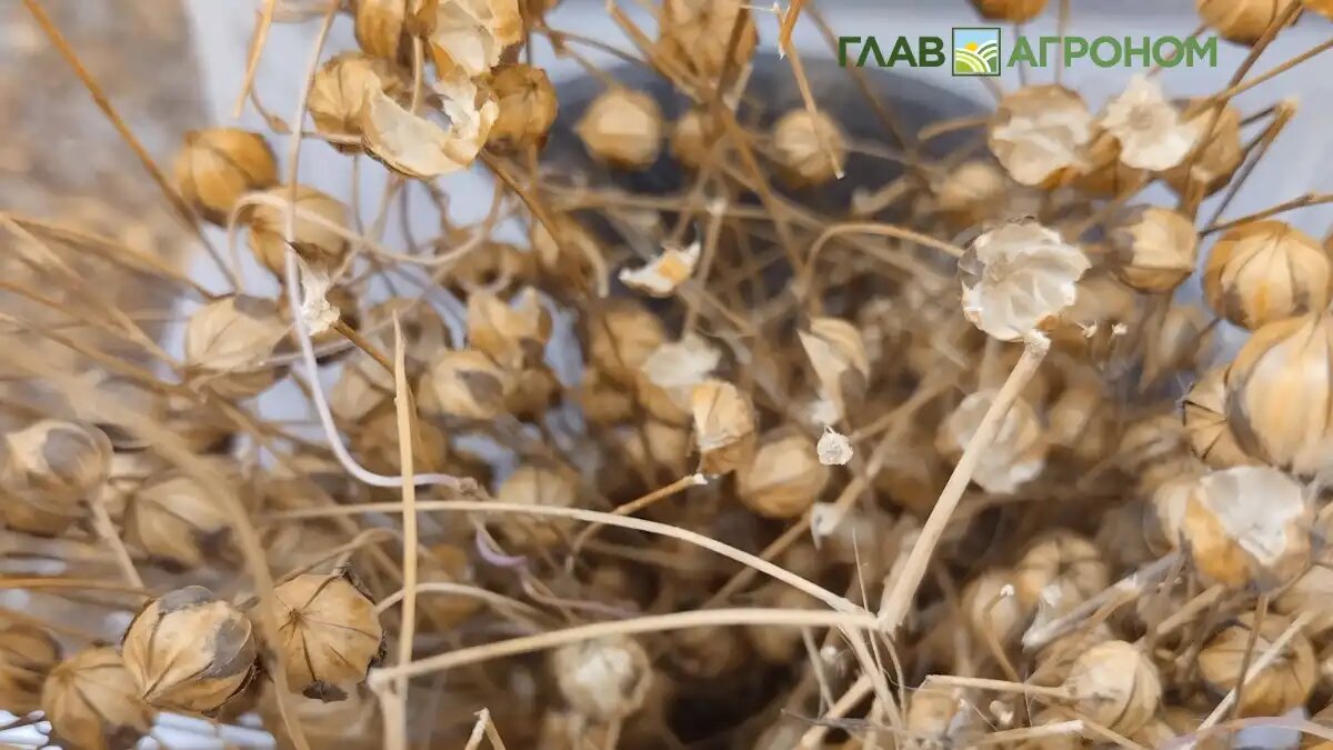 Фото:© Владимир Исаенко / Glavagronom.ru
Обеспеченность семенами льна-долгунца в Тверском регионе составляет более 90%