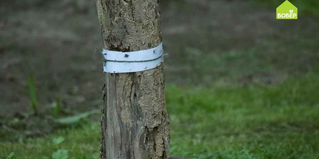 Как избавиться от вредителей на яблоне