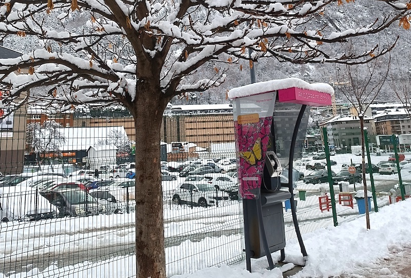 Фото от 10 января. Сейчас снега нет - сакура уже цветет