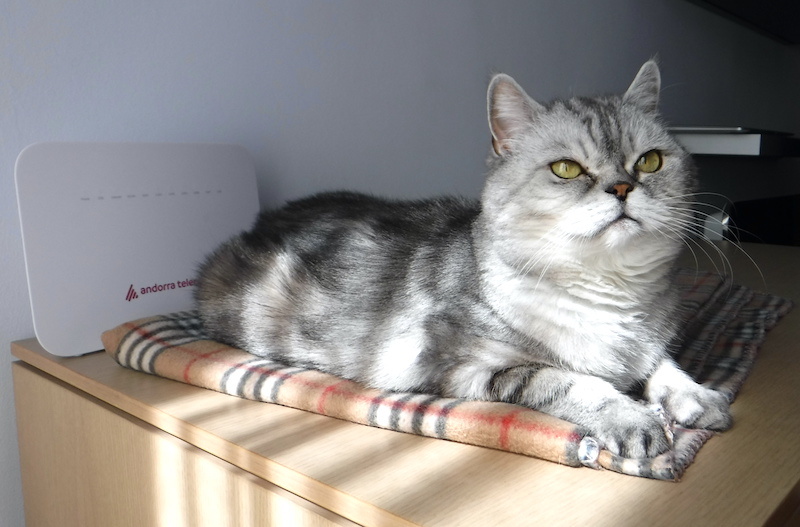 Андорра-теле-кот. Некоторые кошки не любят модемы за шум и мерцание, а Барса любит
