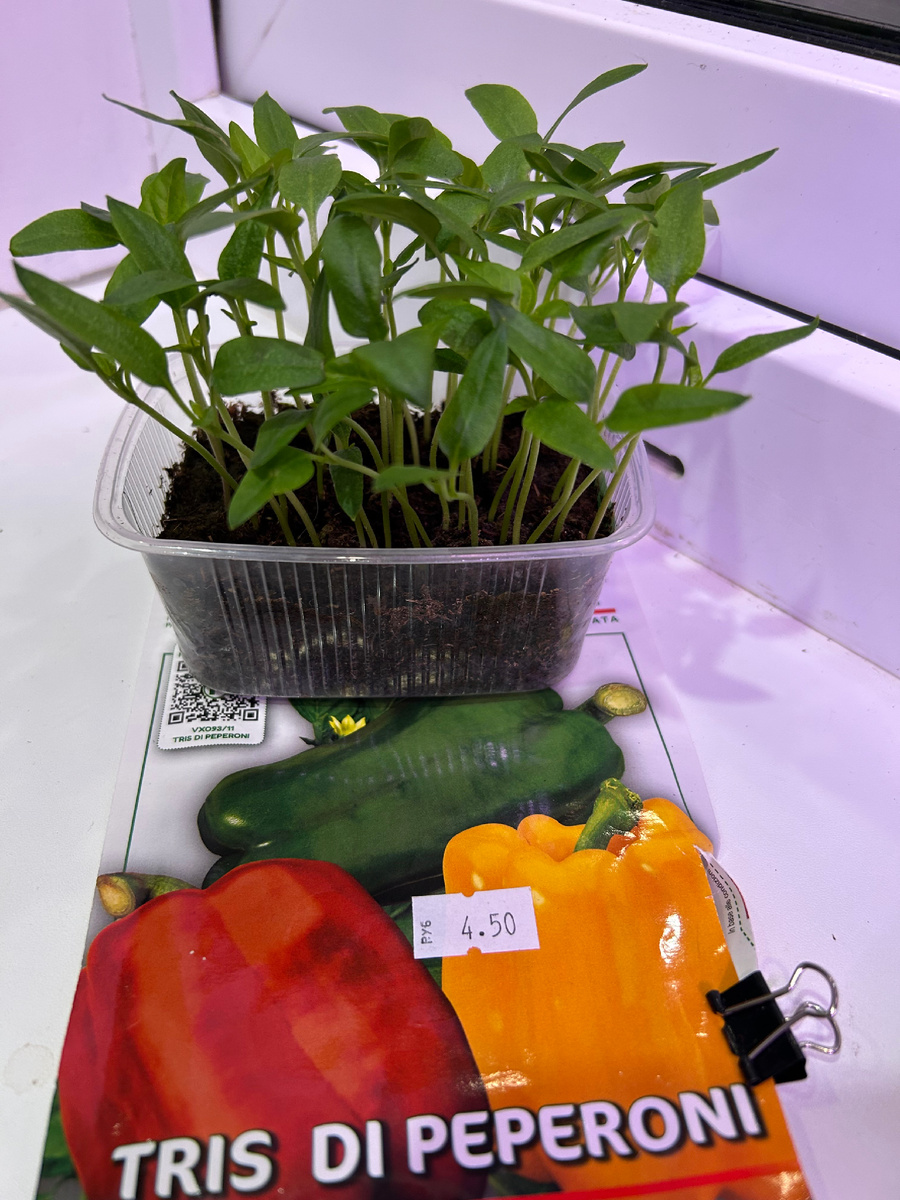 Взошли семена перца неизвестного сорта и производителя. Фото Мой второй сад