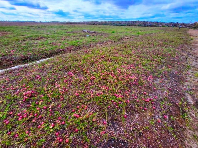 Первые всходы ягодных «инвестиций»: кооператив пайщиков столкнулся с недофинансированием