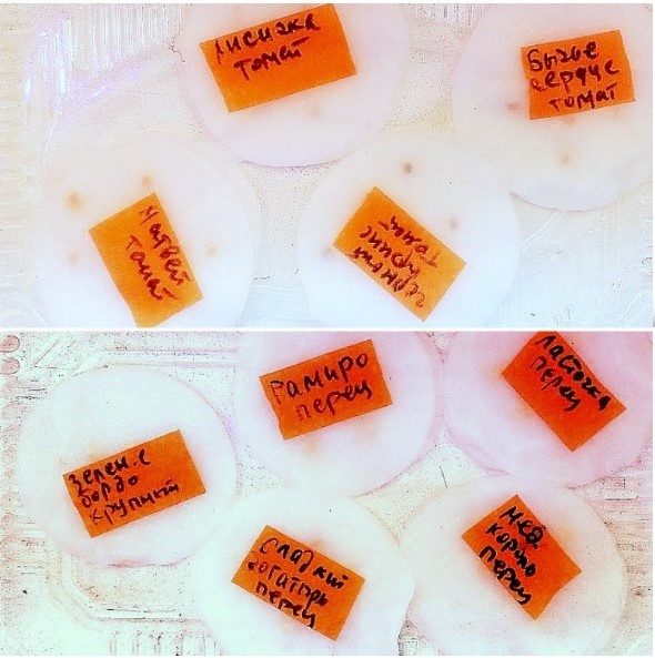 Это те, что уже выдали сегодня хорошие такие петельки, и я посадила их. Правда, Томат !Восторг" замочила только сегодня. Получилось по 5 сортов томатов и перцев. 