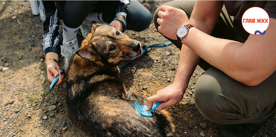 Около 35 тысяч животных из приютов Москвы нашли дом с 2015 года
