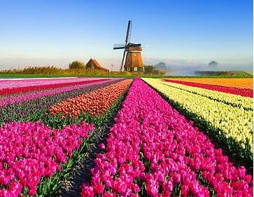 Голландия экспортирует тюльпаны