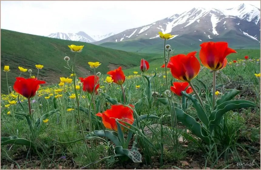 Дикие тюльпаны