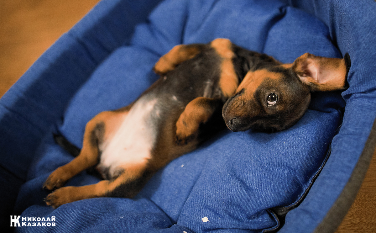 Челси. Лето 2020 г. Николай Казаков. 