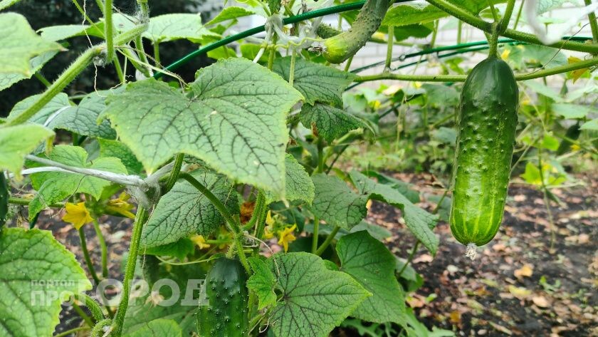    Из архива "Про Город"