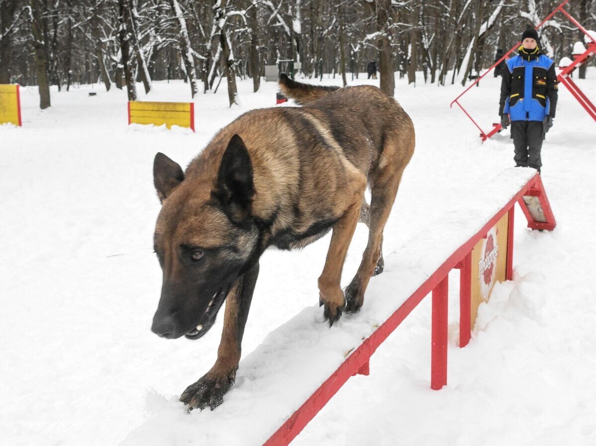    Кинологический центр в парке "Сокольники" | © РИА Новости / Илья Питалев
