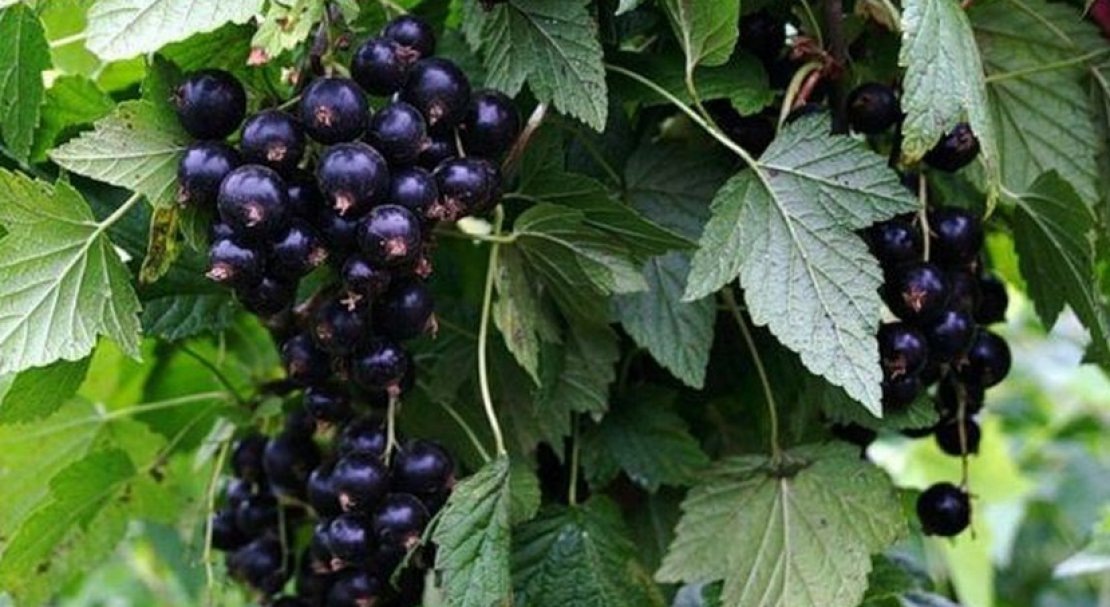 1. Смородина