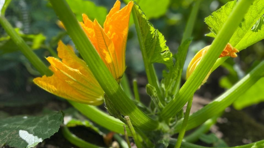    фото smilekaluga.ru