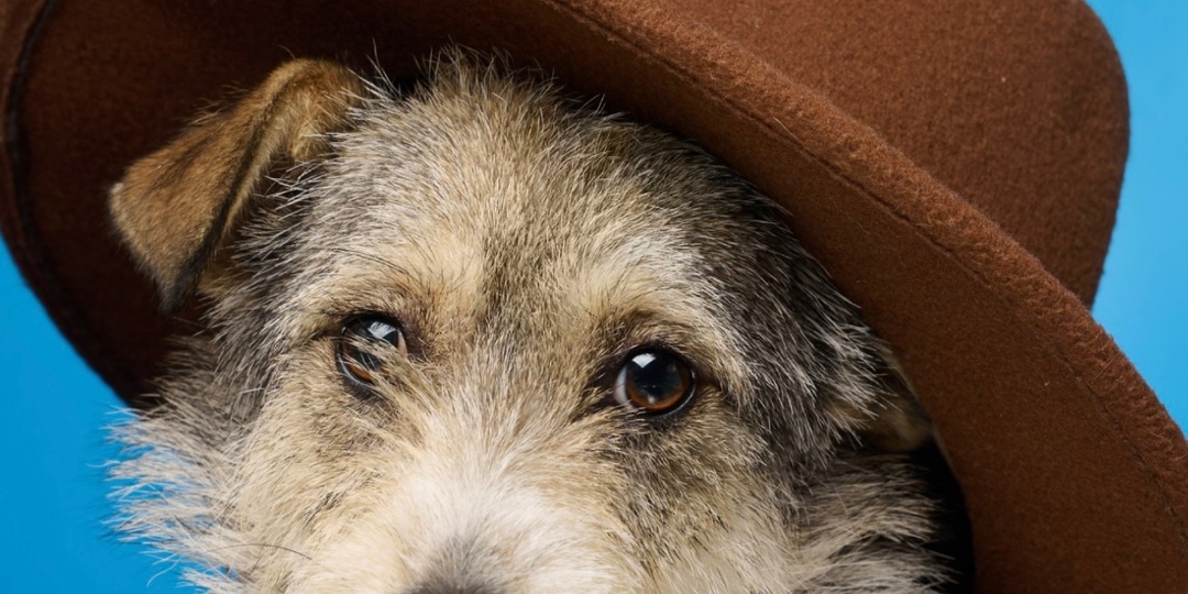 🌷 СОБАКА месяца марта: КИРА — история воина, который ждёт своего дома 🙏