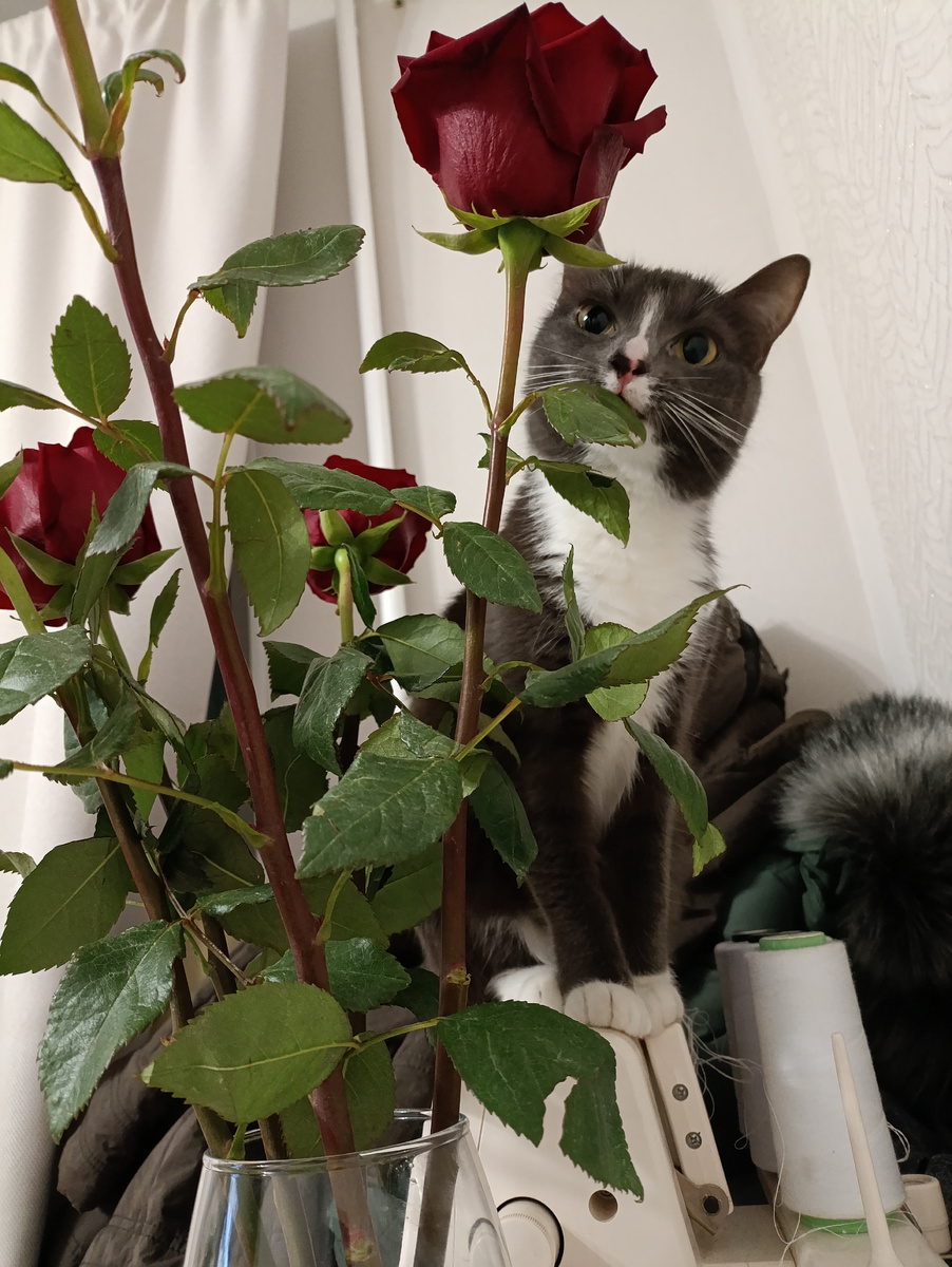 Это, конечно, не я- ещё одна претендентша на мои цветы))) 