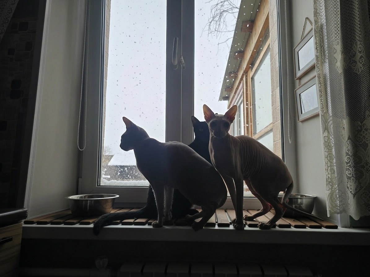 Сегодня снова пошел мокрый снег. на улице тепло, надеюсь, к обеду растает