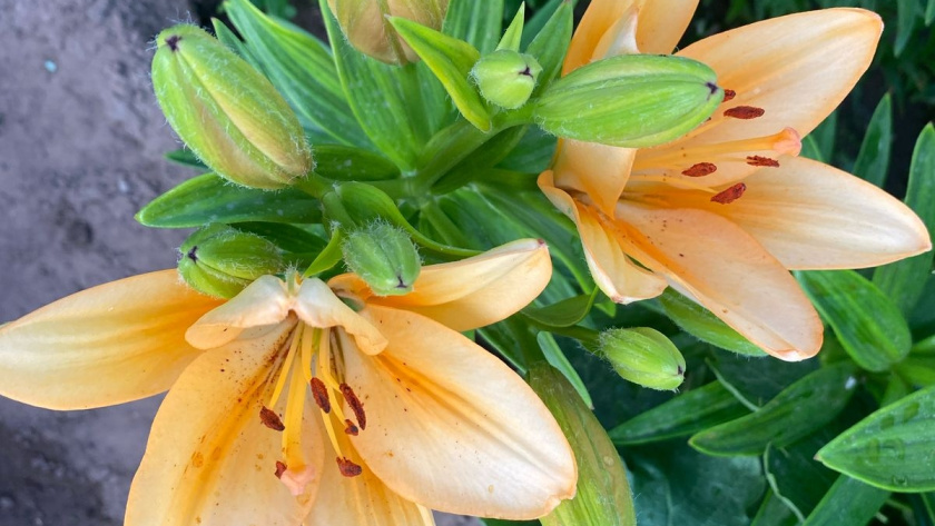    фото smilekaluga.ru