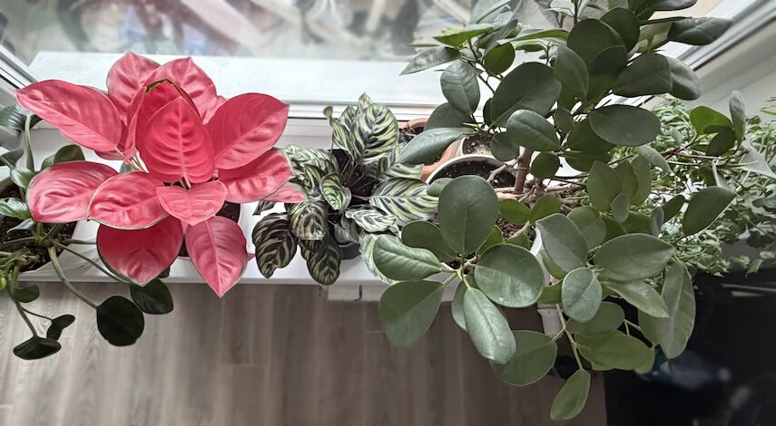 Уход за комнатными растениями весной: что важно сделать в марте-апреле