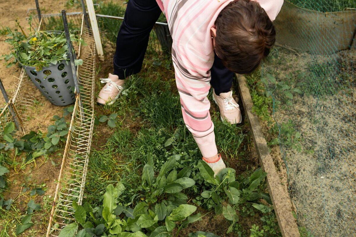    Сорняки необходимо держать под контролем 123RF/legion-media.ru