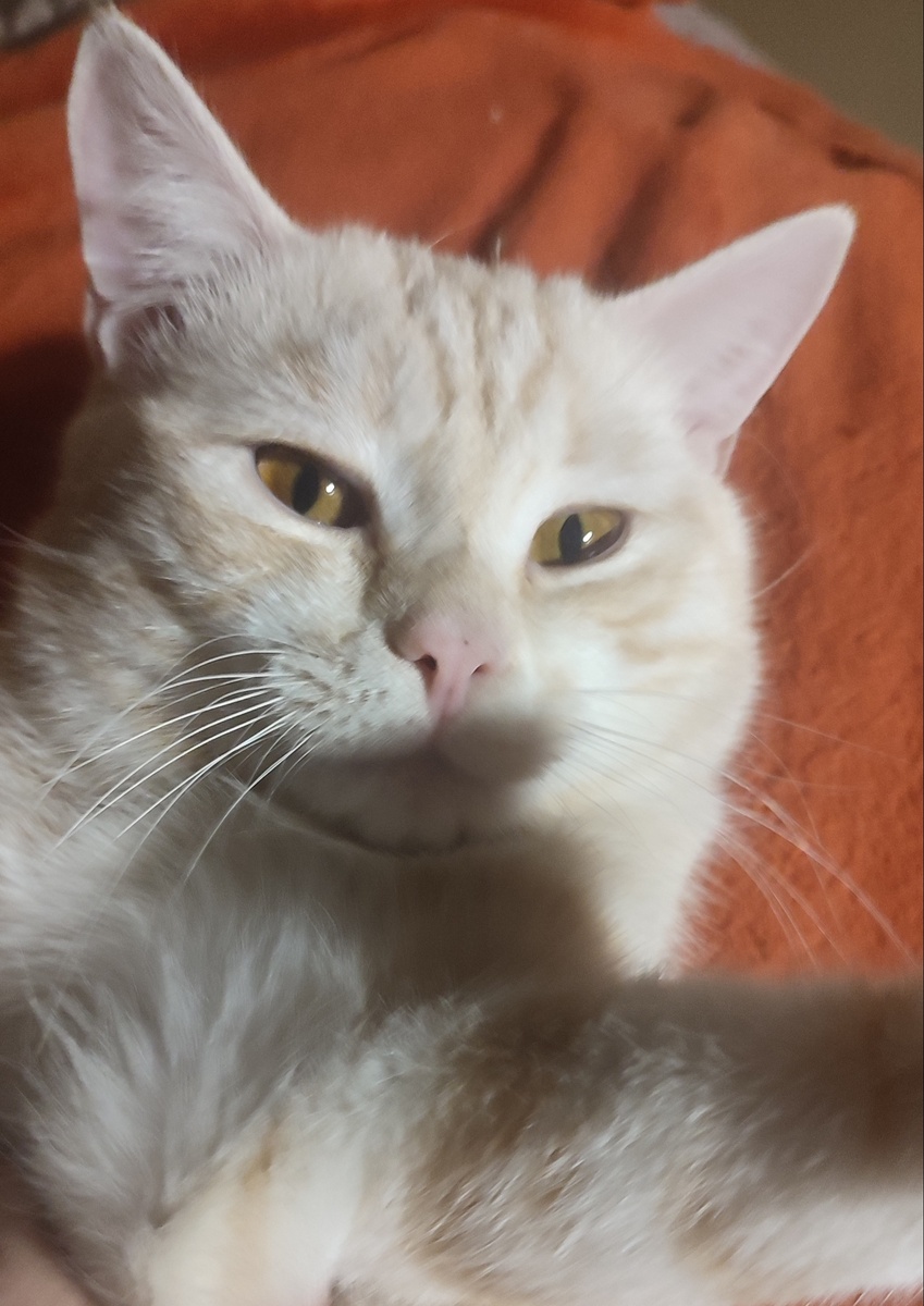 Персик - мой ночной компаньон по просмотру развлекательных передач