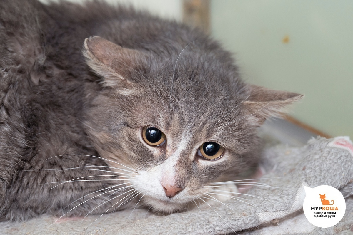 Инжир найден на улице.