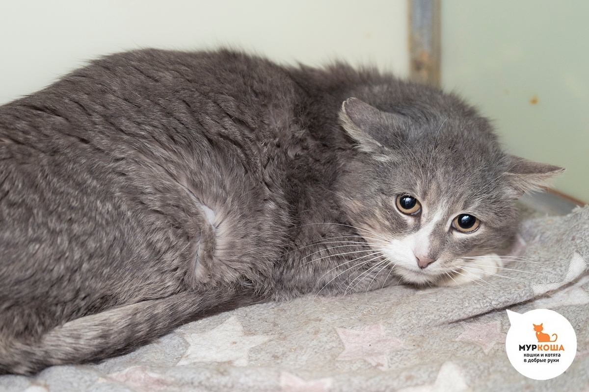 Инжир трогательный котик.