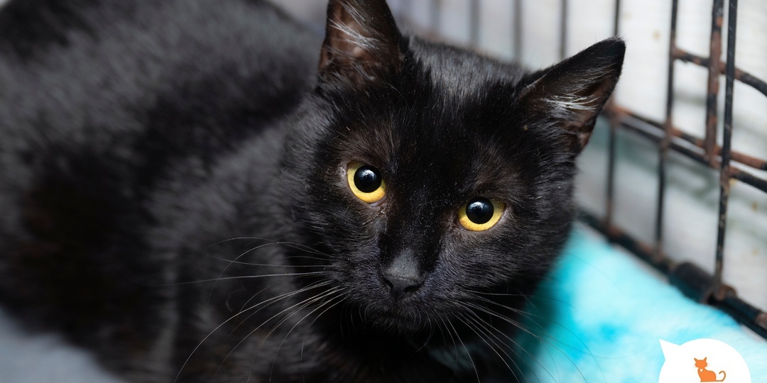 Давайте встречать весну вместе