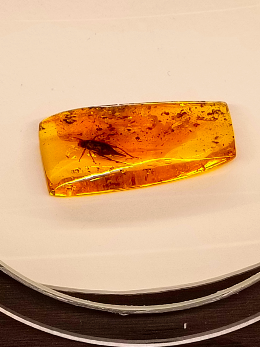 Интересно , сколько лет этой красотке ?