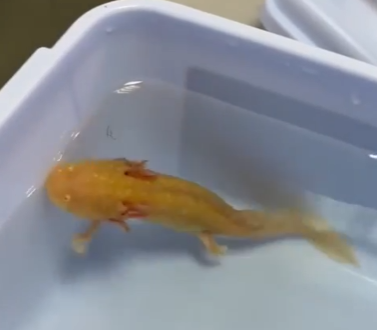    Вместе с Верным Другом