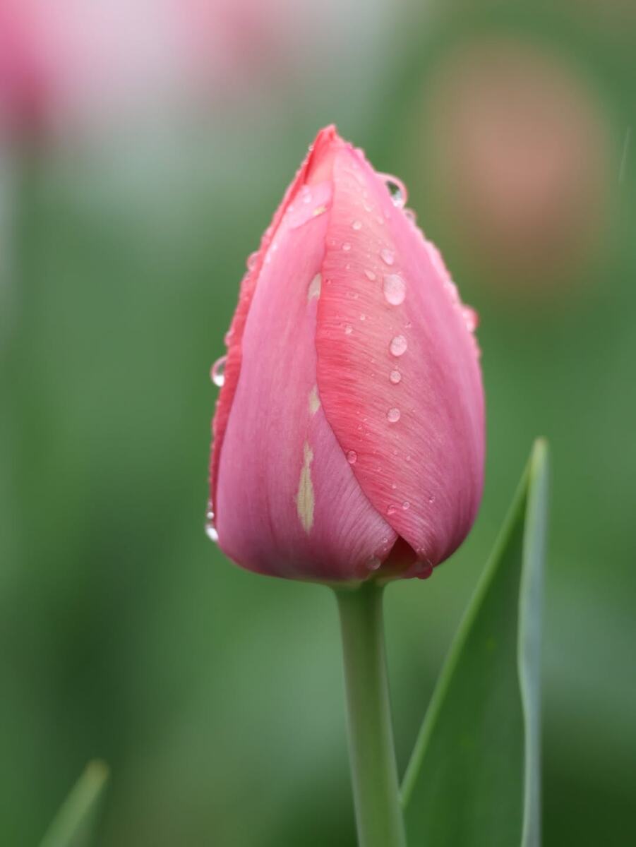 фото: тюльпаны