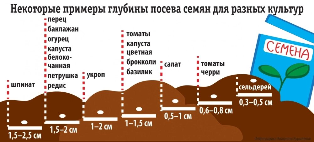    Фото: АиФ/ Владлена Курылева