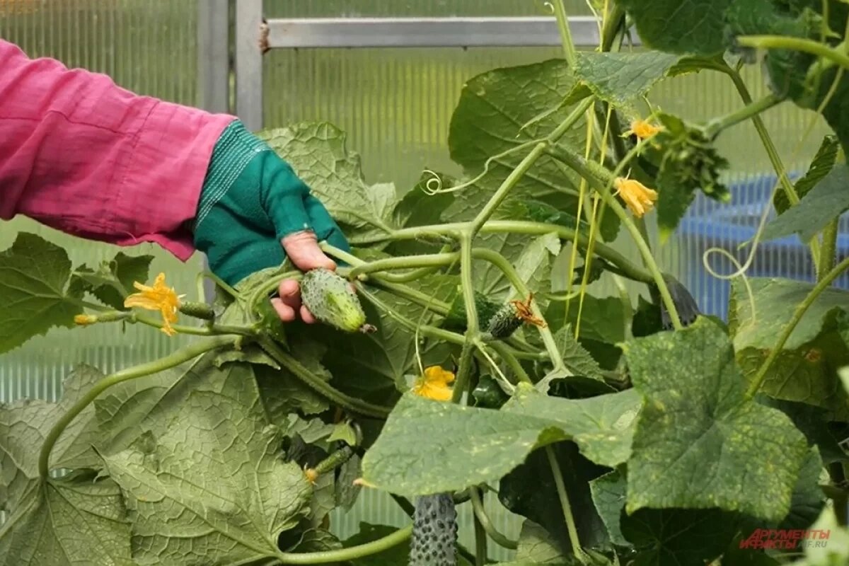    Вырастить редиску и зелень можно в теплице, когда на дворе ещё снег...