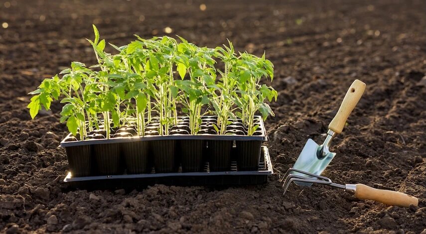 Закаливание рассады перед высадкой: пошаговый план для томатов и перцев
